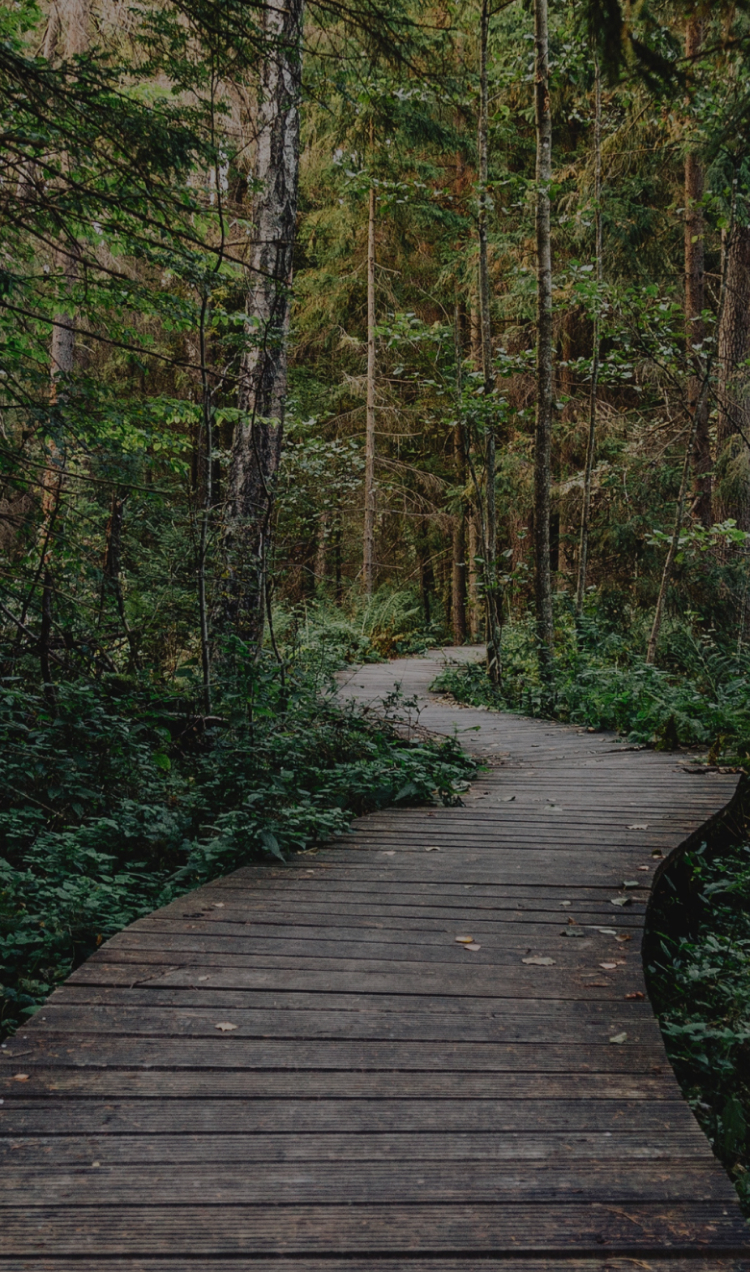 A winding path into the woods.