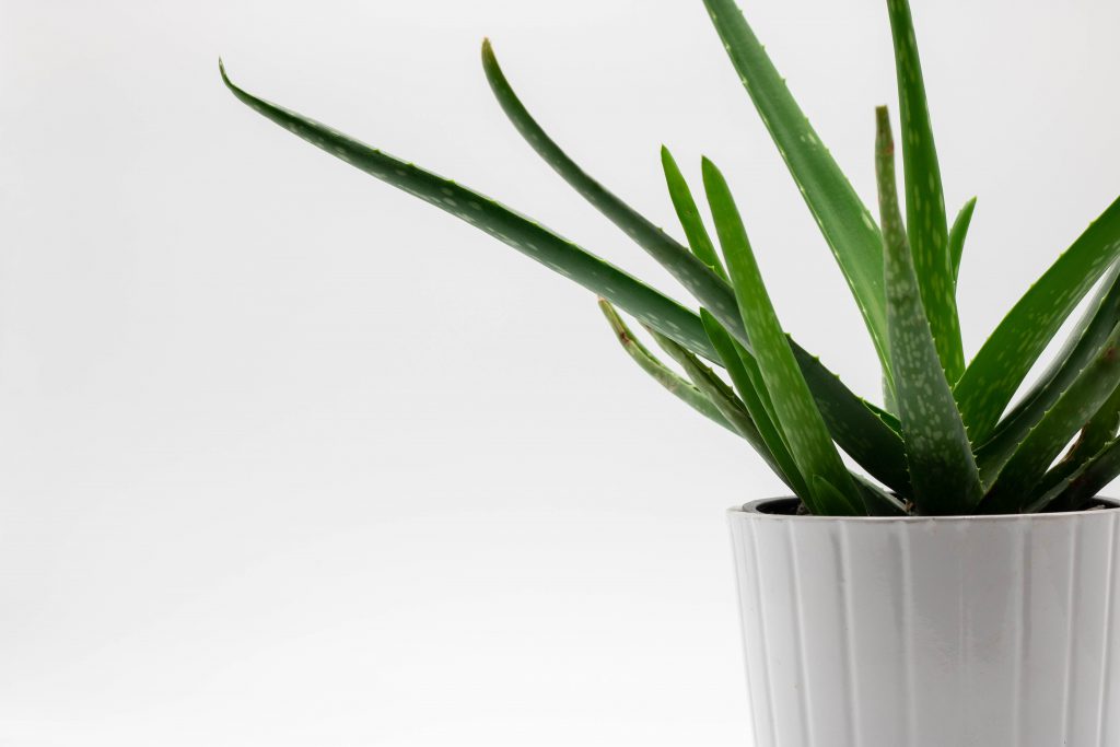 Aloe Plant