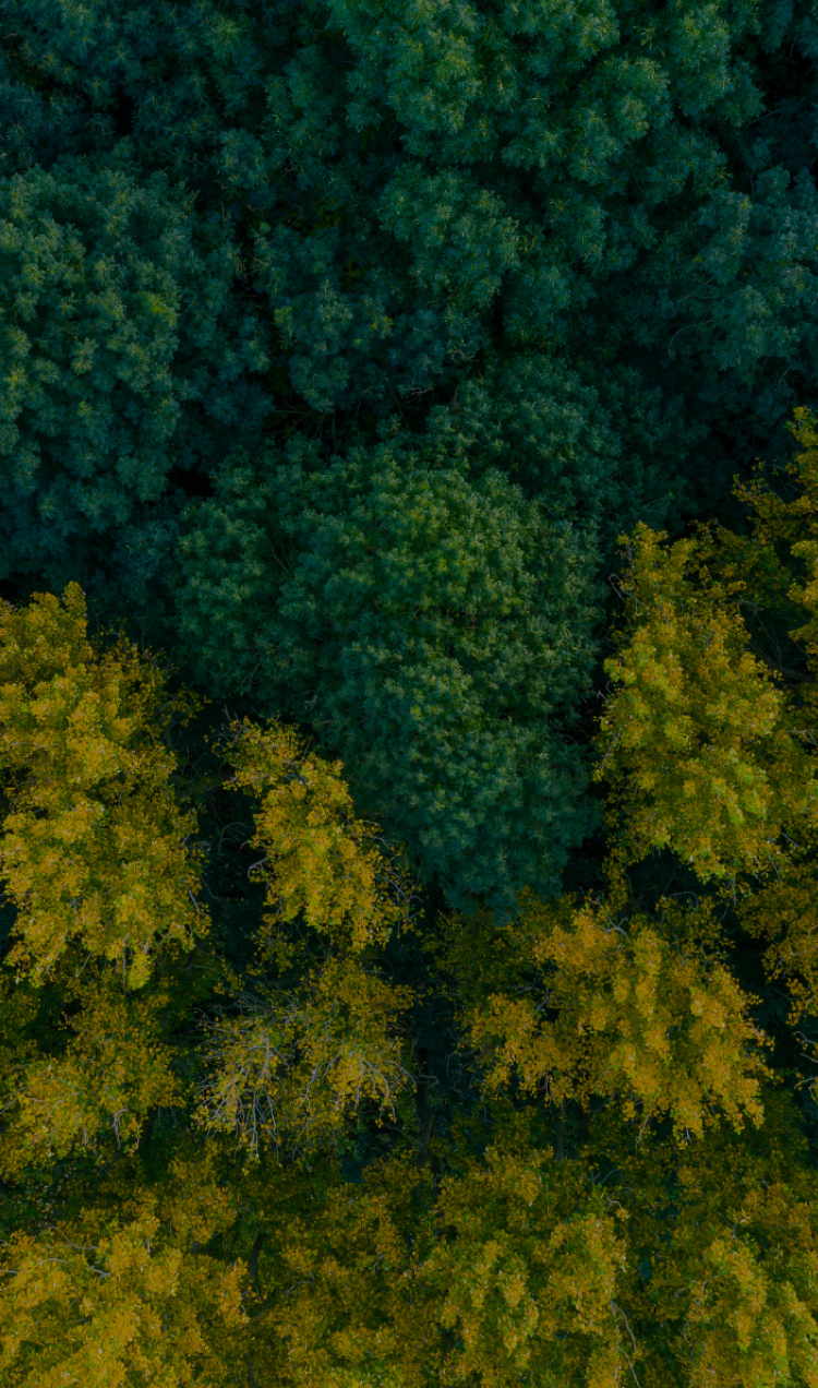 A horizontal tree line with dark green trees at the top and lighter yellow trees at the bottom.