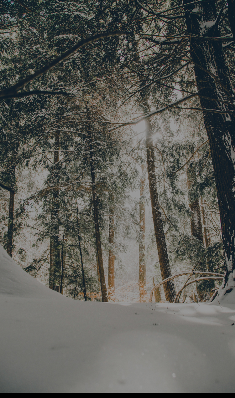 A snowy path lined with pine trees.