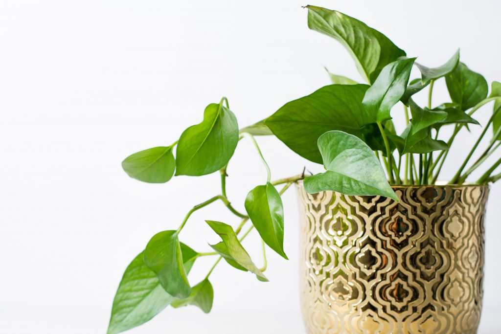 Pothos