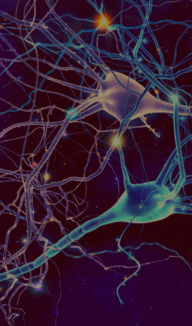A digital rendering of neural pathways in the brain.