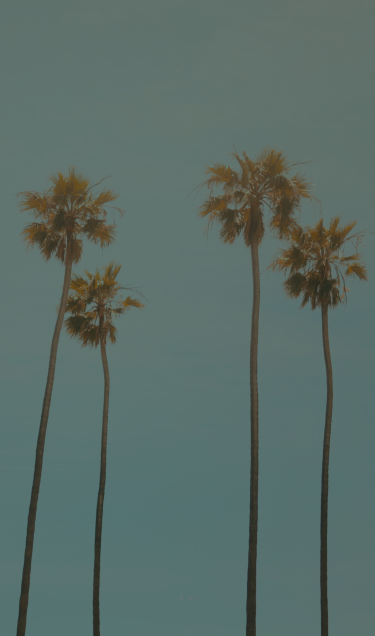 Palm trees in California against a turquoise sky.