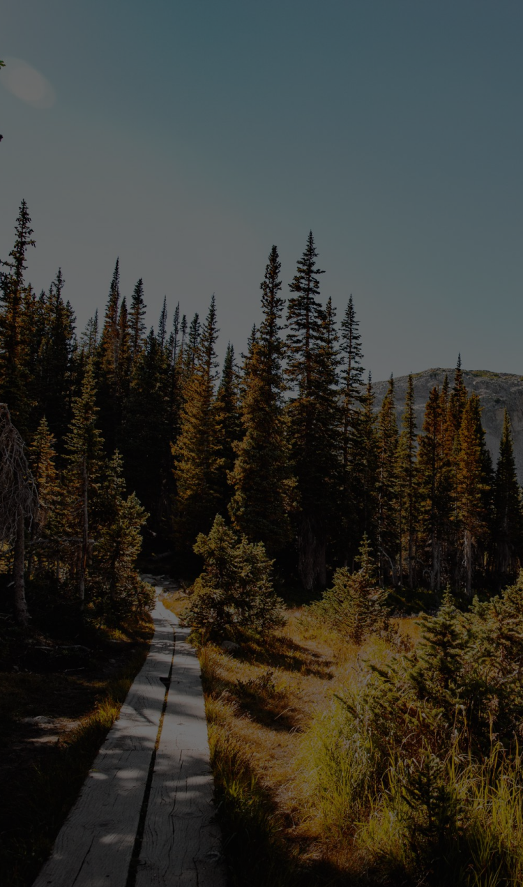 A wooden plank path weaves through the forest in the Colorado mountains.