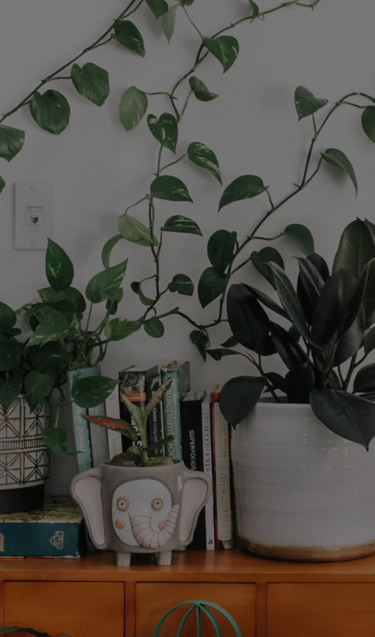A corner loaded with houseplants and books.